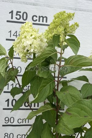 Едроцветна хортензия с пирамидални цветове Скайфал , Hydrangea paniculata Skyfall