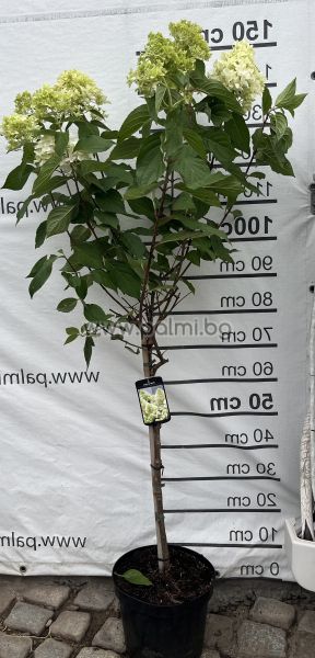 Едроцветна хортензия с пирамидални цветове Скайфал , Hydrangea paniculata Skyfall
