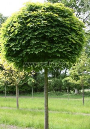 Norway maple spherical shape