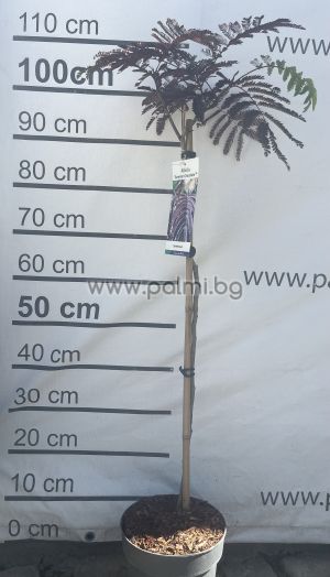  Шоколадова Албиция, Albizia julibrissin ‘Summer Chocolate’