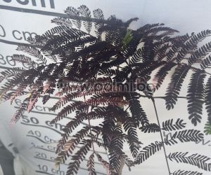  Шоколадова Албиция, Albizia julibrissin ‘Summer Chocolate’