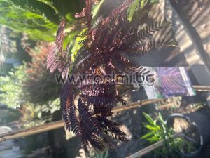  Шоколадова Албиция, Albizia julibrissin ‘Summer Chocolate’