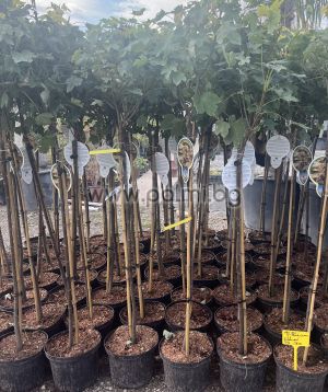 Acer platanoides 'Brilliantissimum' Норвежки явор "Брилиантисимум"