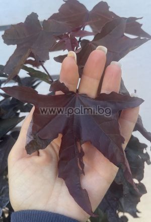 Кълбовиден Червенолистен Явор ,Acer platanoides Crimson Sentry