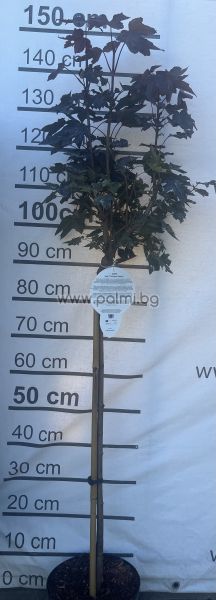 Кълбовиден Червенолистен Явор ,Acer platanoides Crimson Sentry
