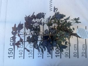 Кълбовиден Червенолистен Явор ,Acer platanoides Crimson Sentry