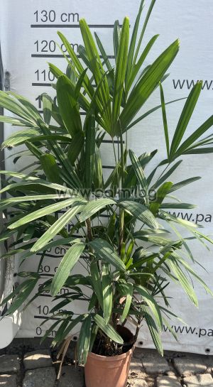 Lady Palm