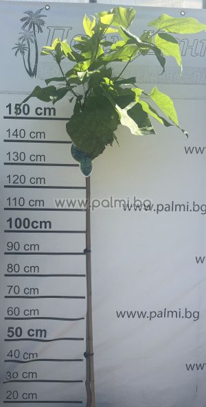 Roter Fächerahorn Nana