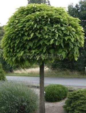 Catalpa bignonioides Nana