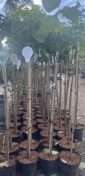 Catalpa bignonioides Nana