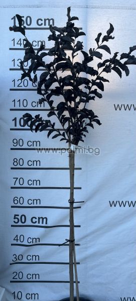 Lagerstroemia 'Rhapsody in Pink' – Zierstämmchen (Halbstamm)