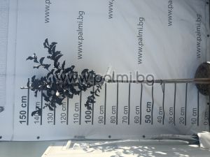 Lagerstroemia 'Red Hot' – Standard Tree Form (1/2 Stem