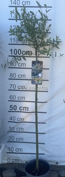 Japanische Harlekin-Weide – Stämmchen 80 cm (Salix integra 'Hakuro Nishiki')