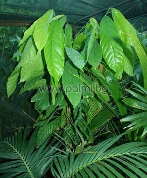 Theobroma cacao, Cocoa, Chocolate tree