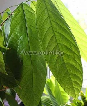 Theobroma cacao, Cocoa, Chocolate tree