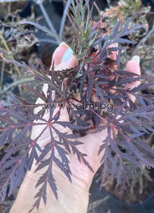 Roter Schlitzahorn Crimson Queen