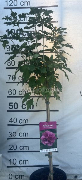 Hibiscus Syriacus