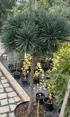 Шотландски бор джудже, Pinus sylvestris 'Chantry Blue'
