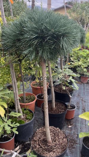 Шотландски бор джудже, Pinus sylvestris 'Chantry Blue'