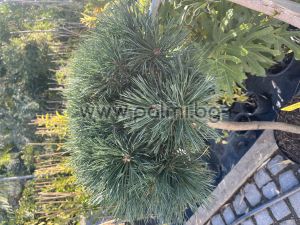 Шотландски бор джудже, Pinus sylvestris 'Chantry Blue'