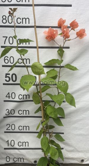 Bougainvillea 'Don Mario'