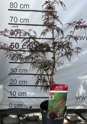 Roter Schlitzahorn Crimson Queen