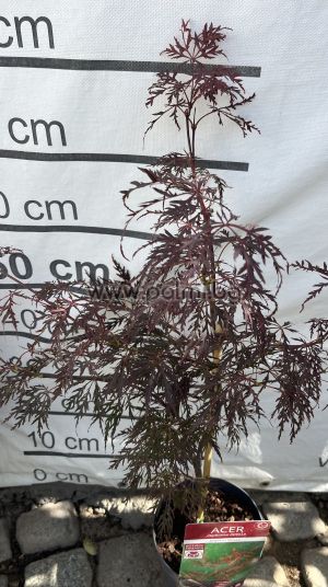 Roter Schlitzahorn Crimson Queen