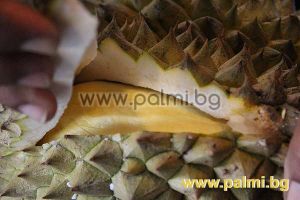 Durian - The King of all fruits