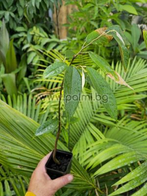 Durian - The King of all fruits