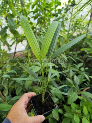 Cyrtostachys renda, Rote Siegellackpalme, Lippenstiftpalme