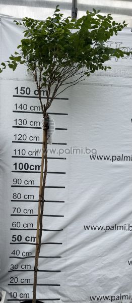 Silberakazie, Robinia pseudoacacia
