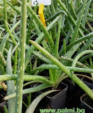 Aloe vera, zweijährige Pflanze  von Botanischem Garten - Plovdiv, Bulgarien
