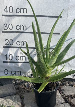 Aloe, drei Jahre alte Pflanze