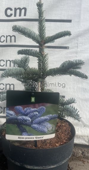 Сребърна Ела, Abies procera Glauca