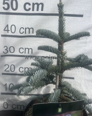 Сребърна Ела, Abies procera Glauca