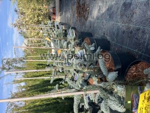 Сребърна Ела, Abies procera Glauca