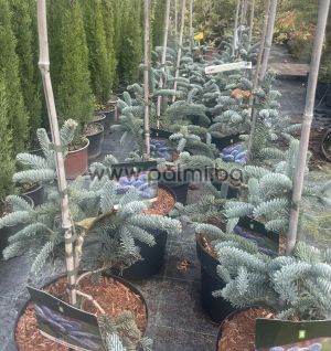 Сребърна Ела, Abies procera Glauca