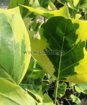 Дърво Лале с вариегатни  листа, Лириодендрон