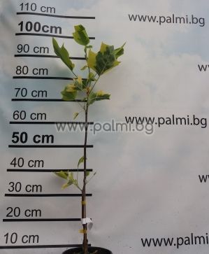 Дърво Лале с вариегатни  листа, Лириодендрон