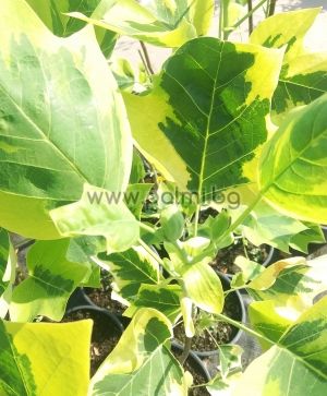 Дърво Лале с вариегатни  листа, Лириодендрон