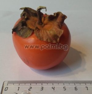 Diospyros kaki ‘Tone Wase’ – Early Japanese Persimmon with Honey-Sweet Flavor