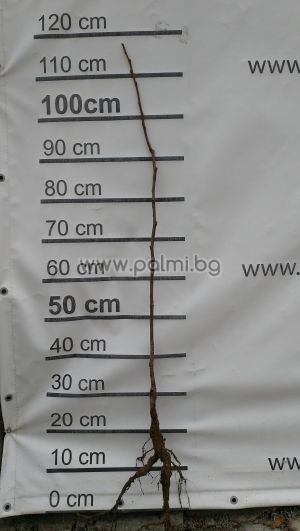 Diospyros kaki ‘Tone Wase’ – Early Japanese Persimmon with Honey-Sweet Flavor