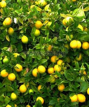 Citrus x Meyeri  Meyer Zitrone