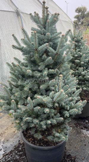 Abies lasiocarpa ‘Compacta’ – Die kompakte Subalpine Tanne