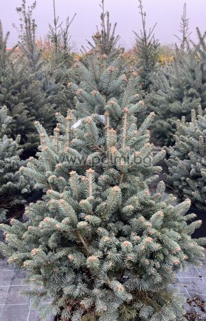 Abies lasiocarpa ‘Compacta’ – Die kompakte Subalpine Tanne