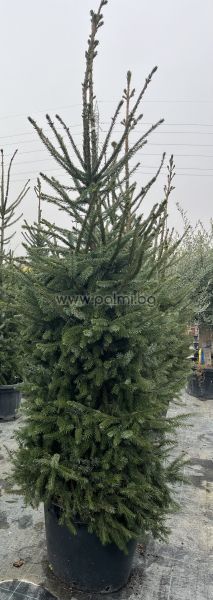 Picea omorika – Die elegante Serbische Fichte