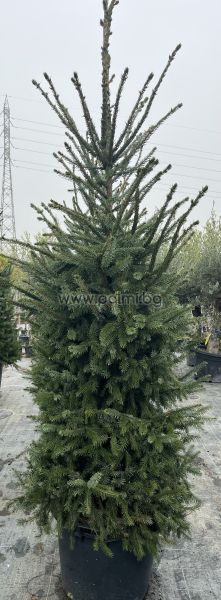 Picea omorika – Die elegante Serbische Fichte
