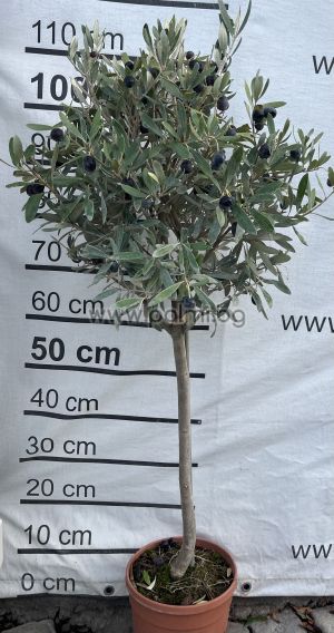 Маслина Lollipop