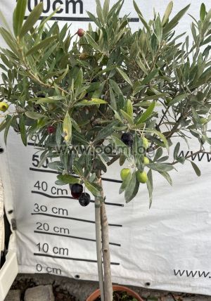 Маслина Lollipop