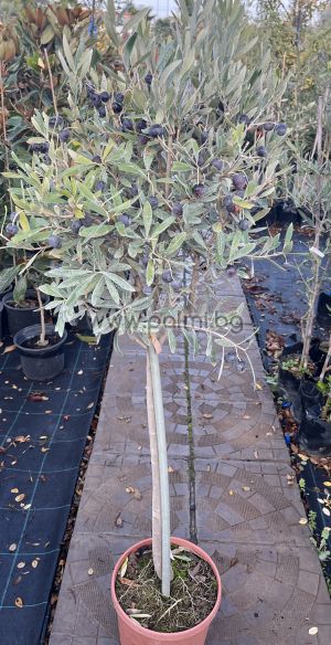 Маслина Lollipop